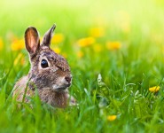 Now you see me, Now you don’t