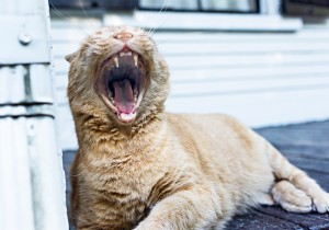 I just heared a good joke !